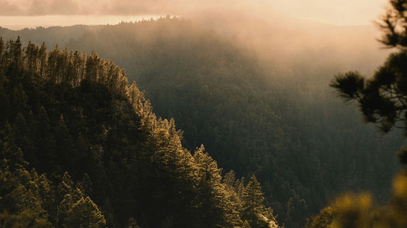 Forest path rooted in growth &mdash; Mentor Coaching with ICF competencies