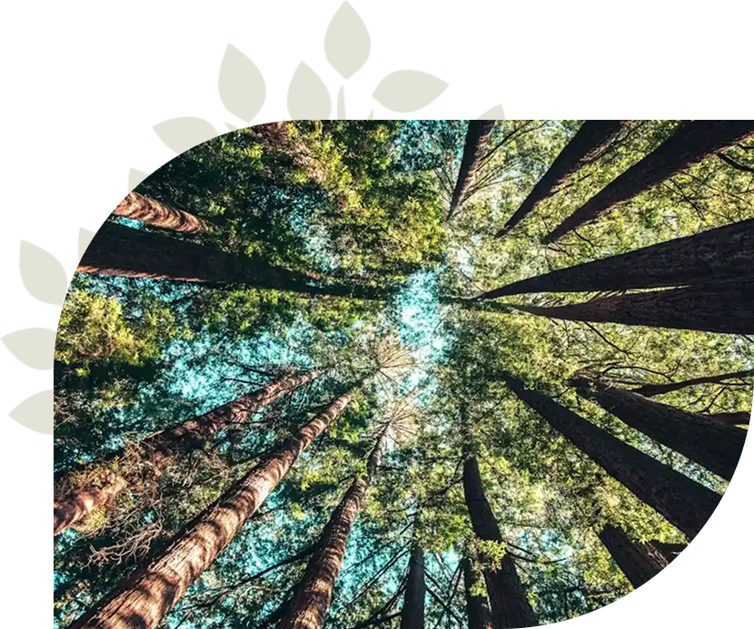 Redwood grove — roots tangled, feeding and being fed