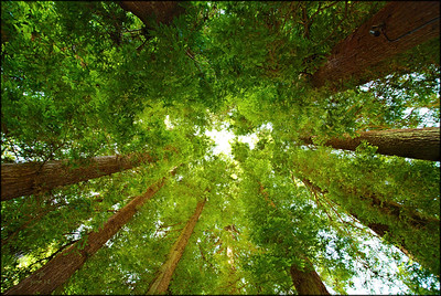 Fairy ring of redwoods looking up toward the sky